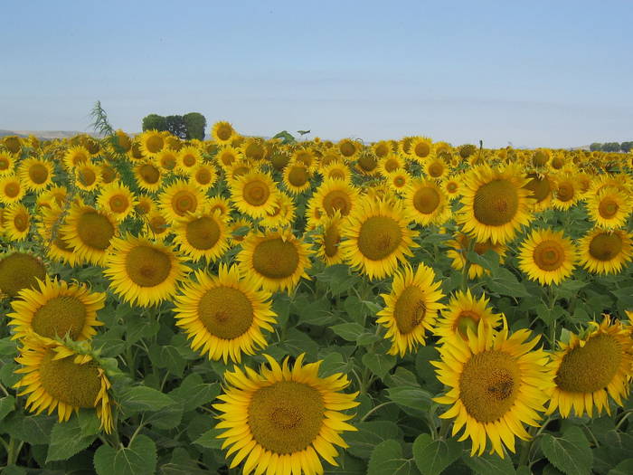 18iulie 018 - albinarit