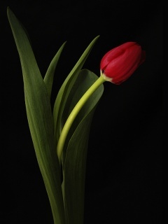 Tulip