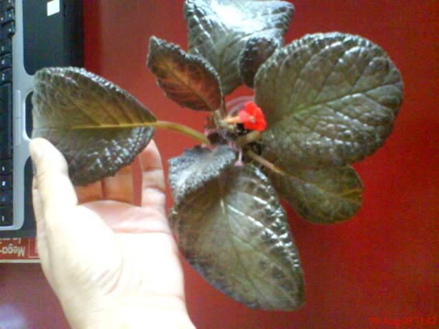 Episcia Black Foot; Episcia Black Foot
