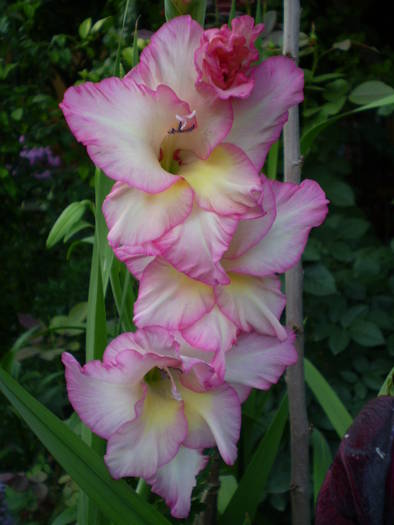 Priscilla - gladiole 2008-2009