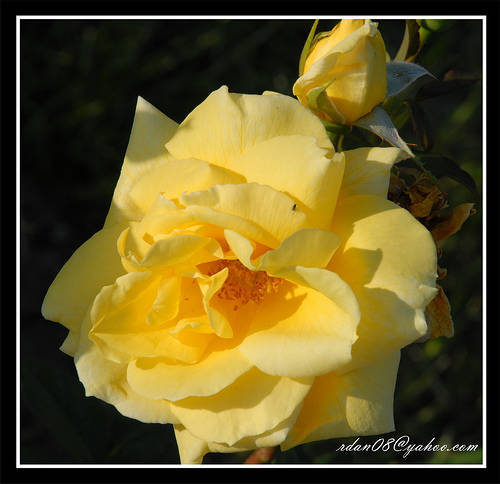 3036707132_70ac3f6226 - Flori