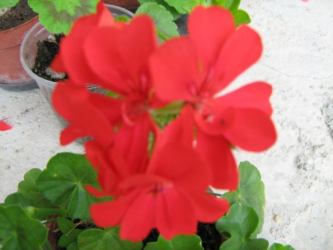 IMG_1309 - floricele