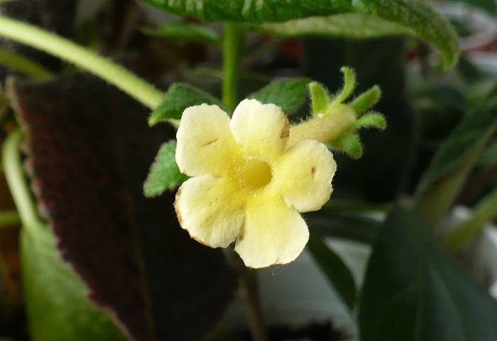 Tropical Topaz (detaliu floare) - Episcia 2009 - 2010 - 2012 - 2014