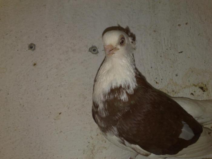 scurt de constanta florie 2007