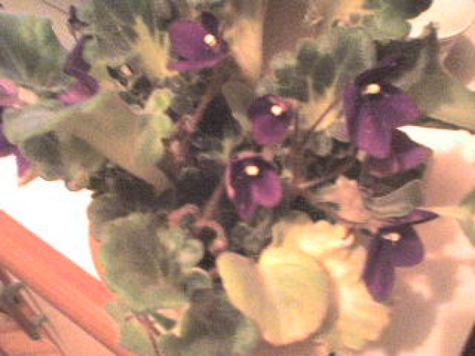 VIOLETA MOV CU FRUNZA CREATA; violeta
