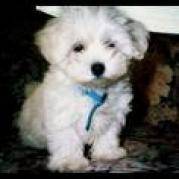 ZBLJNGSKWBTWJVVTUKF - animale