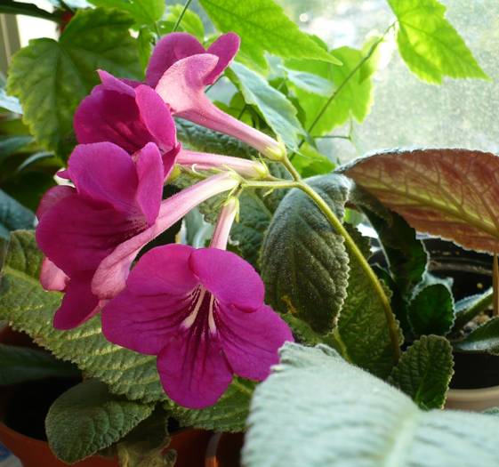 P1130957 - STREPTOCARPUSI