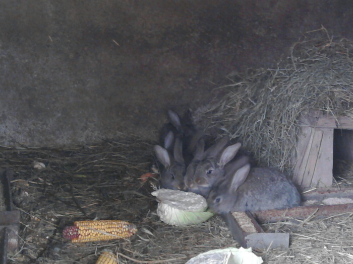 Fotografie0087 - de vanzare pui iepuri rasa urias belgian