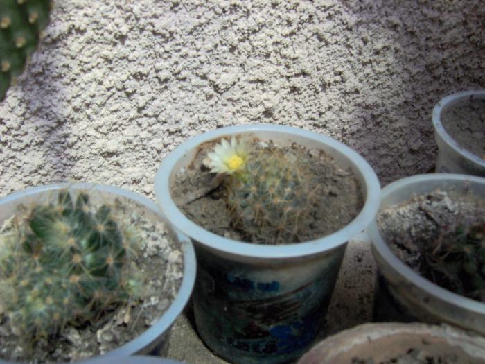 Picture 027 - 1 poze vechi cu Flori si Cactusi