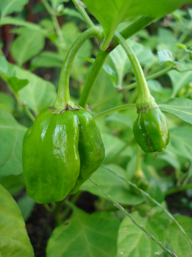 Habanero Pepper (2009, October 07)