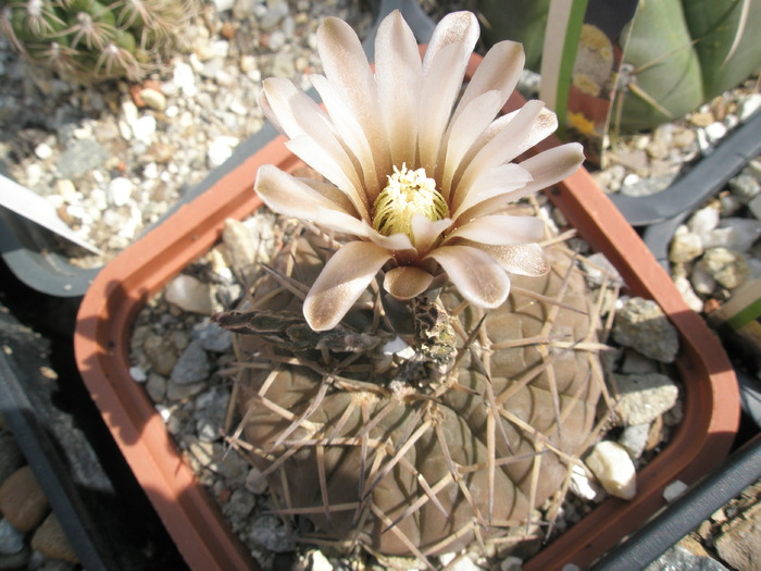 Gymnocalycium bodenbenderianum - 26.08