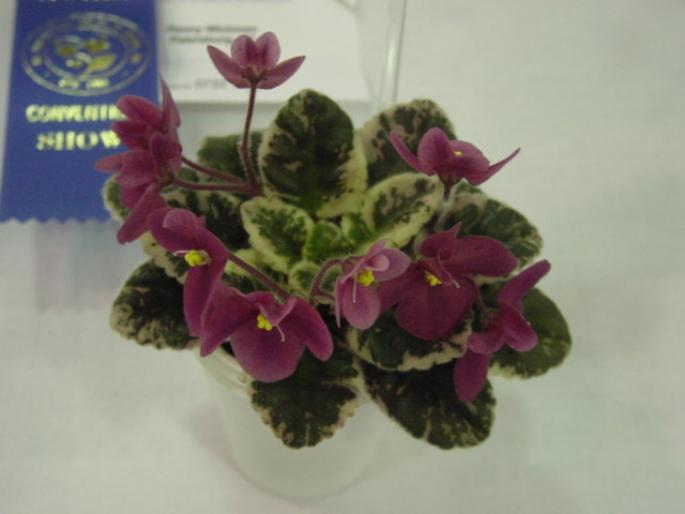 Macs_Coral_Cartwheel_2005avsa - violete de pe net