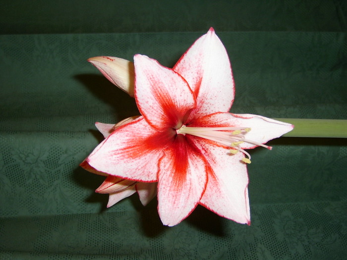 Amaryllis-flower-pink-and-red-2-PAR - Flower