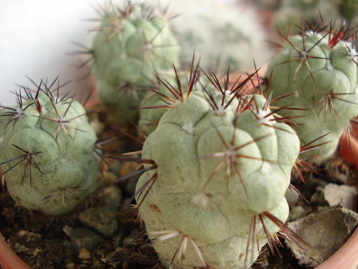 Ortegocactus macdougallii