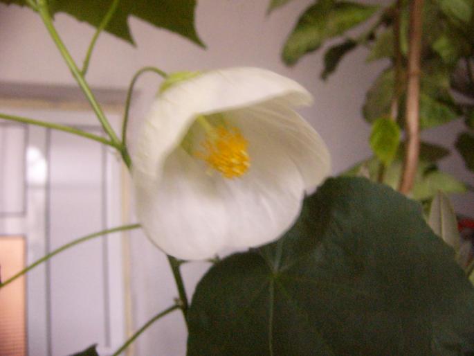 abutilon - Abutilon