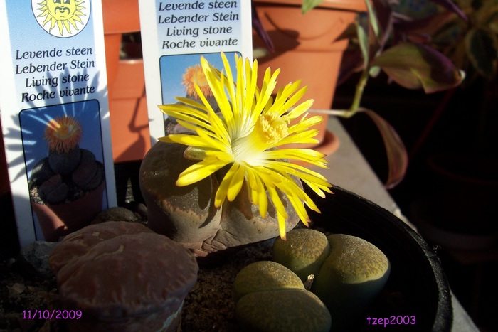 11.10.2009 - Lithops si Pleiospilos