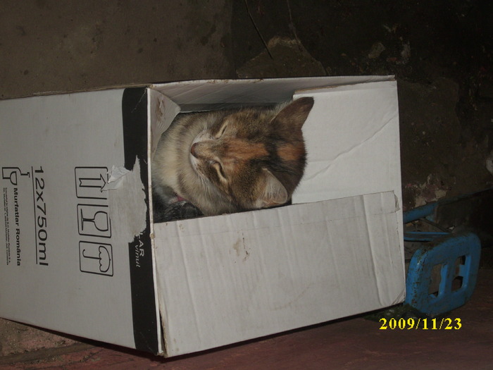 DSCI2697 - pisici si catelusa Boggy