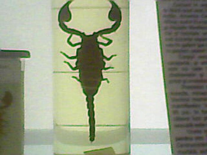 scorpion,muzeul grigore antipa,27-01-2008 - poze animale