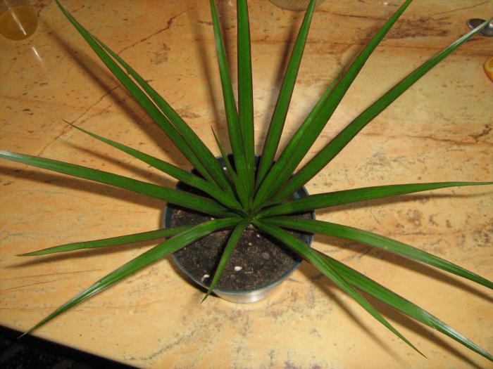 dracena