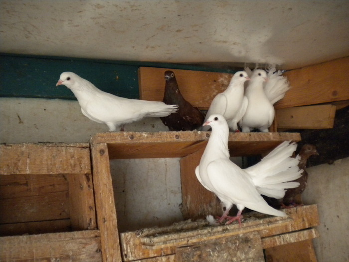 DSCN0619 - 1752 Ion Coltescu si Doru Dumitrescu