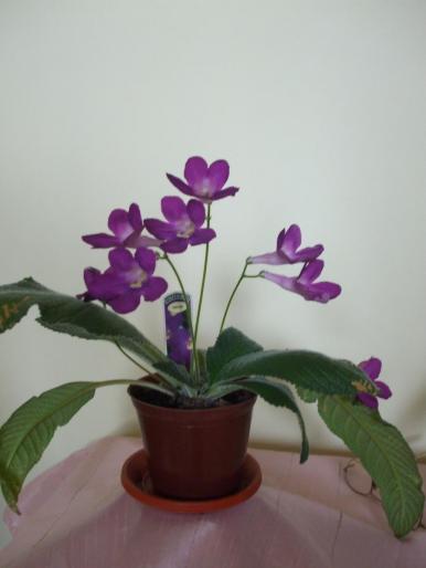 DSCF2735
