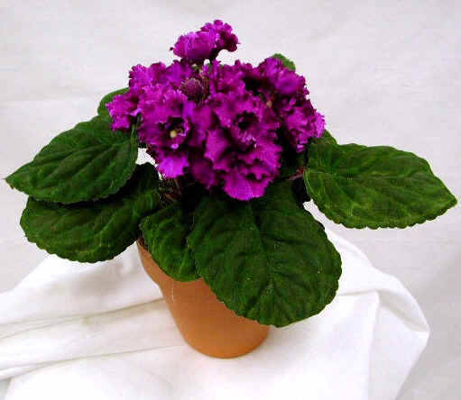African Violet - Violete Africane flowers