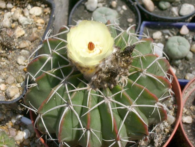 Malacocarpus