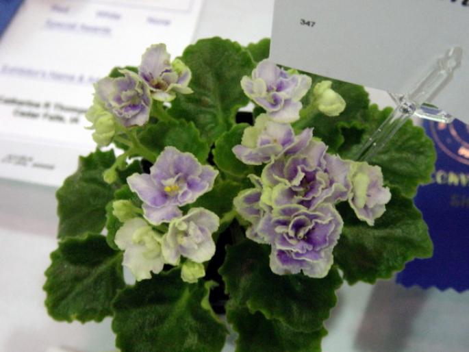 Planet_Kid_2005avsa_2 - violete de pe net 1