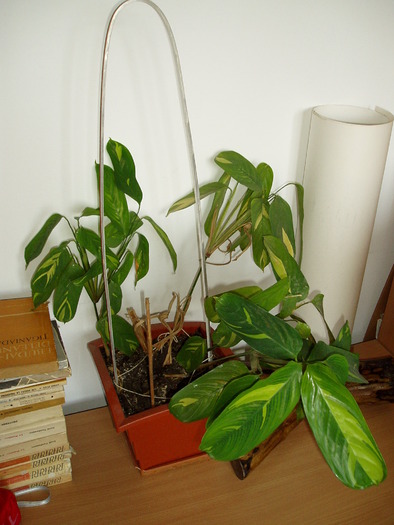 maranta - Florile mele 2009