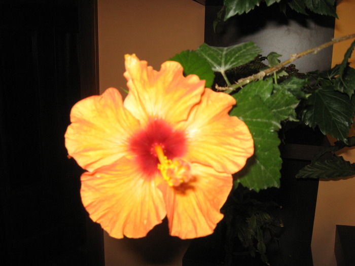yoder caracas - florile mele 2009