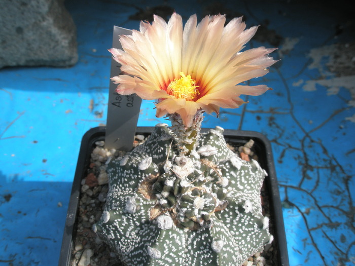 Astrophytum asterias - 23.08 - Astrophytum