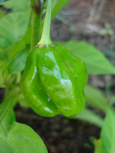 Habanero Pepper (2009, October 07) - Habanero