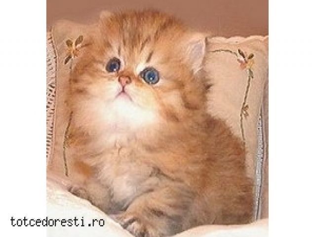 pisici_persane_deparazitate_si_vaccinate_culori_al-anunt-1d125[1] - Pisici