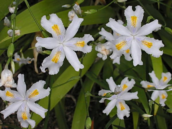 Iris_japonica_msi2 - IRIS JAPONICA FLOWERS