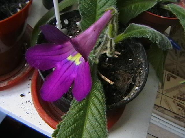 11.02 - streptocarpus 2009