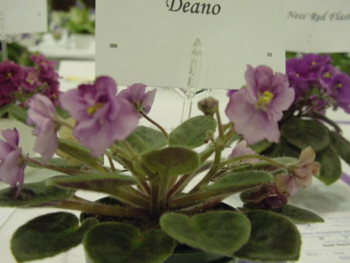 Deano_2005avsa - violete de pe net