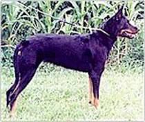 Berger de Beauce (Beauceron) - NET CAINI -rase