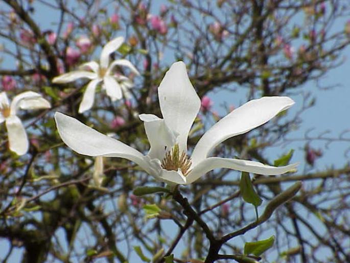 MAGNOLIA KOBUS 4