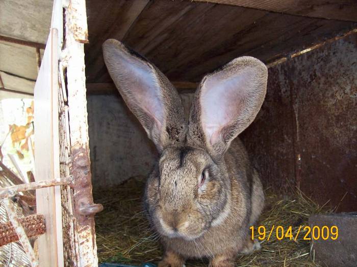 Picture 046 - poze iepuri aprilie 2009