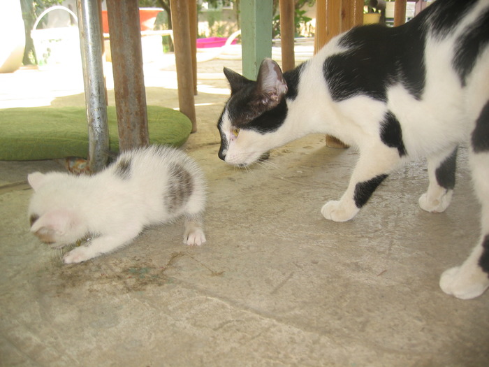 Picture 229