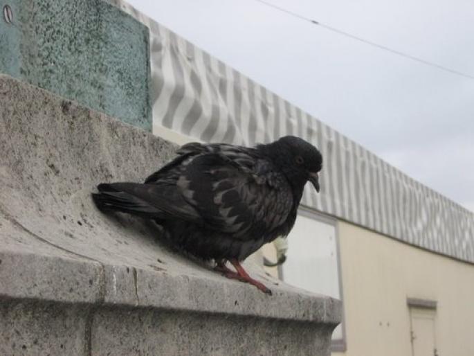 Opsss!!! ...tzaca! tzaca! nu ma ajungi! :P - Stop sacrificarea lasati porumbei sa zboare--Stop the slaughter let to fly pigeons