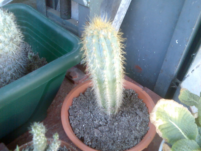 pilosocereus azureus - cactusi si suculente-2009