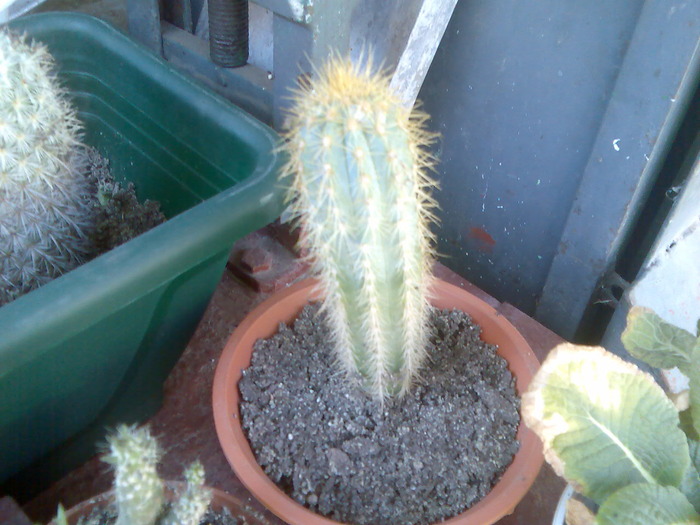 pilosocereus azureus