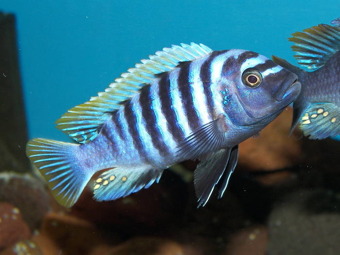 100_3483 - African Cichlid