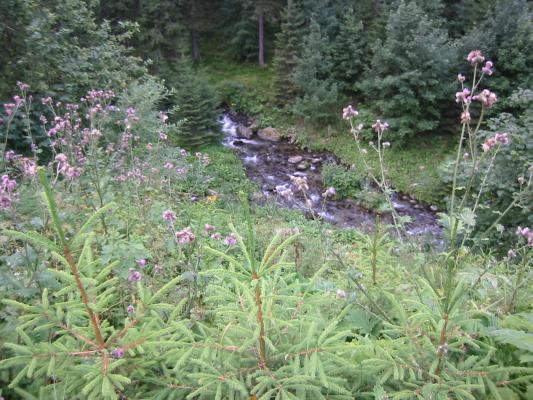 Frumos .... - Transfagarasan