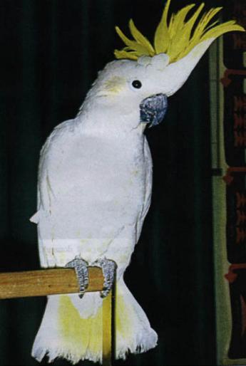 cacadaugalbencrestat - poze cu papagali