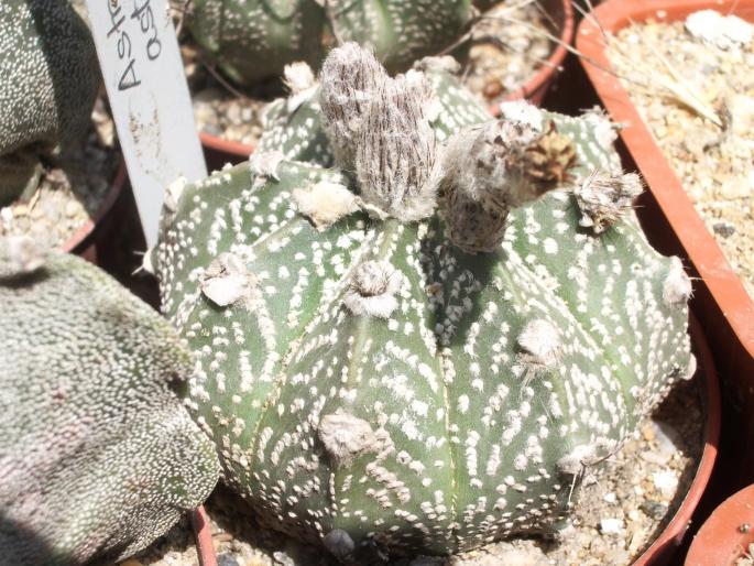 Astrophytum asterias hb. - Astrophytum