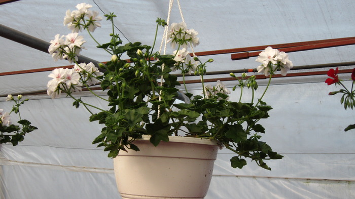 muscata curgatoare - muscate