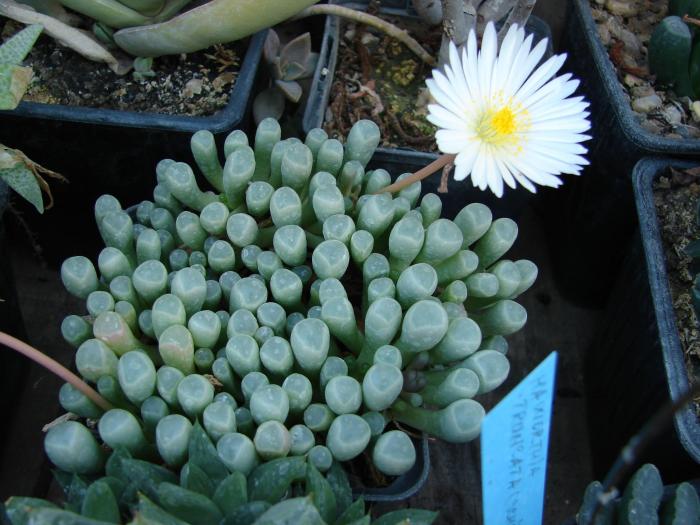 Frithia pulchra v minor - Cactusi la Constanta