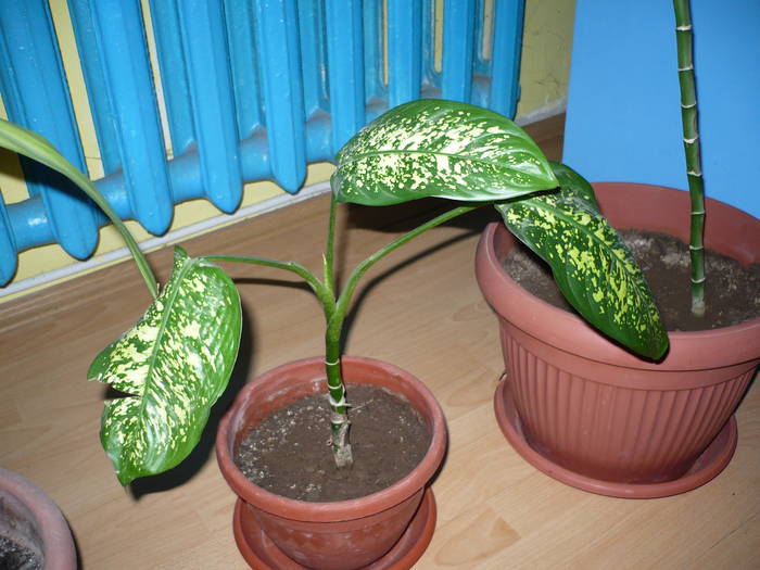 29-05-2009 008 - Flori